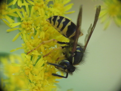 Vespula alascensis