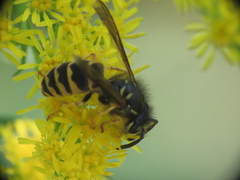 Vespula alascensis