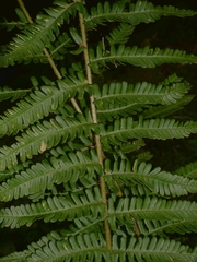 Dryopteris affinis borreri