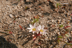 Lewisia triphylla