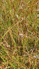 Eriophorum angustifolium