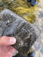 Botryllus schlosseri