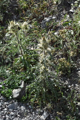 Cirsium hookerianum