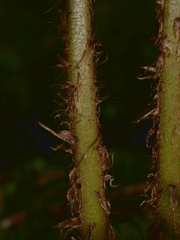 Dryopteris affinis borreri