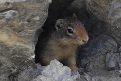 Urocitellus columbianus