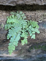 Asplenium platyneuron