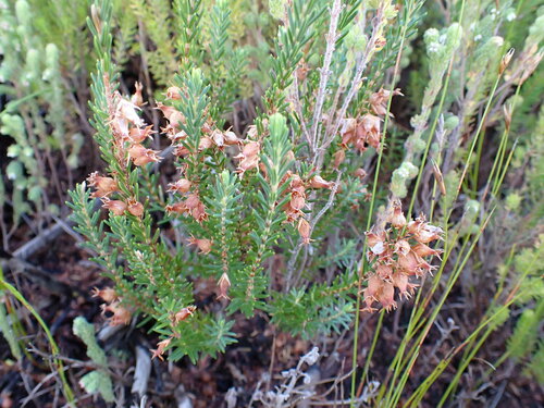 Image of Bleached Heath (Erica albens) by (c) Ren Hoekstra, some rights reserved (CC BY)