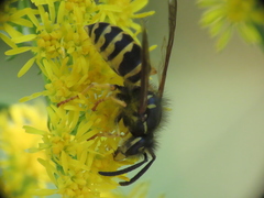 Vespula alascensis