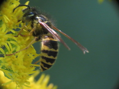 Vespula alascensis