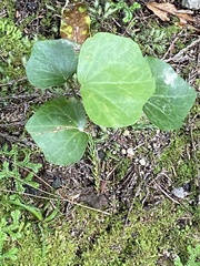 Hedera azorica