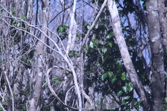 Arremonops rufivirgatus