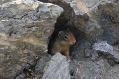 Urocitellus columbianus