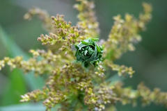 Rhopalomyia solidaginis