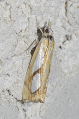 Catoptria pinella