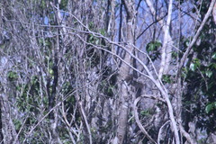 Arremonops rufivirgatus