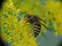 Vespula alascensis