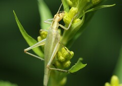 Oecanthus forbesi
