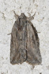 Bryophila raptricula