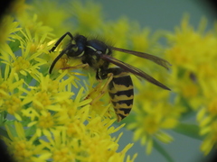 Vespula alascensis