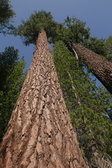 Abies magnifica magnifica