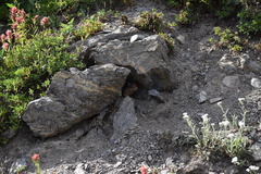 Urocitellus columbianus