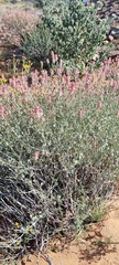 Dyerophytum africanum