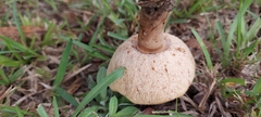Tylopilus balloui