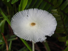 Leucocoprinus fragilissimus
