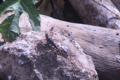 Heliastus sumichrasti