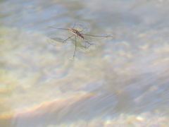 Aquarius najas