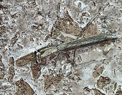 Litaneutria ocularis