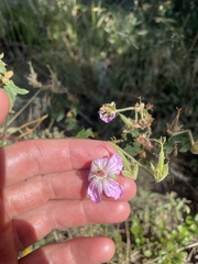 Geranium caespitosum