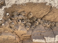 Petrochelidon pyrrhonota