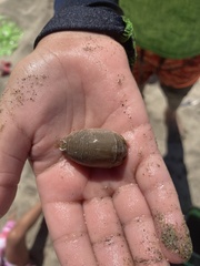 Emerita analoga