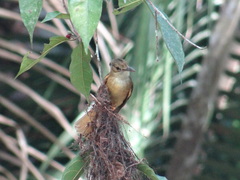 Onychorhynchus coronatus