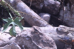 Heliastus sumichrasti