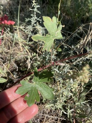 Geranium caespitosum