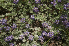 Lupinus breweri