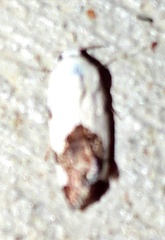 Tarache tetragona