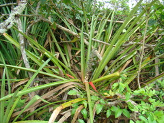 Bromelia