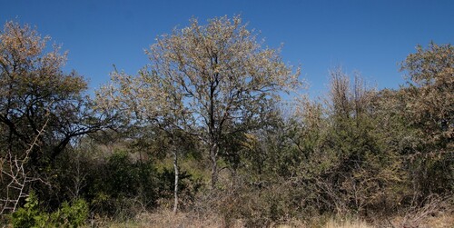 Leadwood (Combretum imberbe)