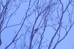 Megarynchus pitangua