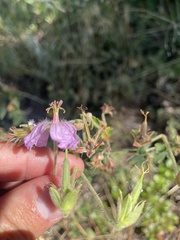Geranium caespitosum