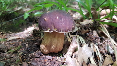 Boletus aereus