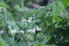 Thorybes dorantes dorantes