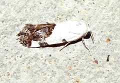 Tarache tetragona