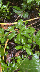 Pachysandra terminalis