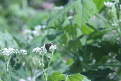 Thorybes dorantes dorantes