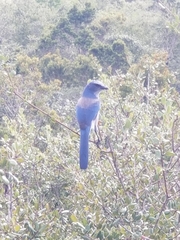 Aphelocoma coerulescens