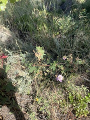 Geranium caespitosum